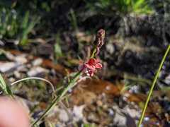 Indigofera psoraloides