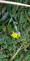Hieracium villosum