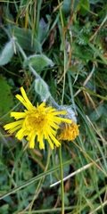Hieracium villosum