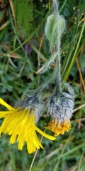 Hieracium villosum