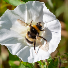 Bombus