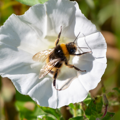 Bombus