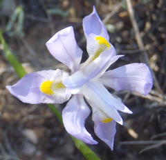 Moraea polystachya