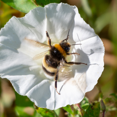 Bombus