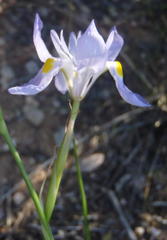 Moraea polystachya