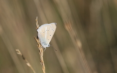 Polyommatus dolus