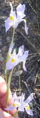 Moraea polystachya