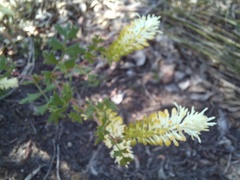 Grevillea pulchella