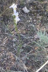 Moraea polystachya