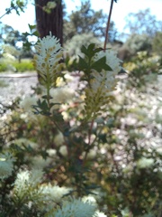 Grevillea pulchella