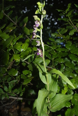 Epipactis helleborine image