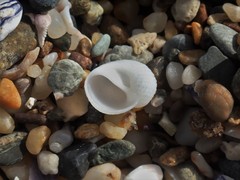 Vanikoro sigaretiformis