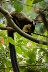 Ratufa bicolor