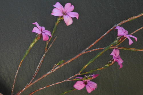 Boosmans Porcelainflower (Acmadenia nivenii)