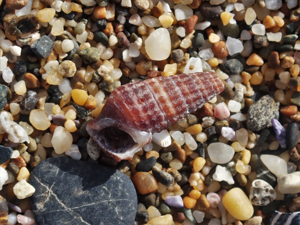 Coralline Cerith Snail