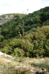 Bupleurum affine