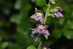 Epipactis helleborine image