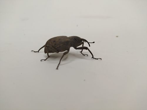 Sipalinus gigas