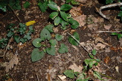 Viola alba dehnhardtii