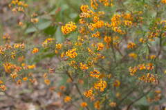Dillwynia sieberi
