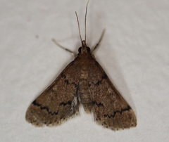 Piletocera macroperalis