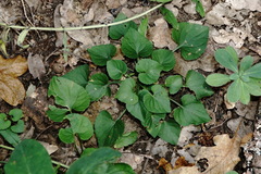 Viola suavis