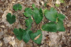 Viola suavis