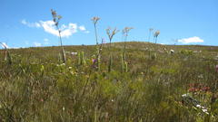 Osteospermum corymbosum