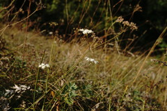 Pimpinella tragium