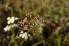 Pimpinella tragium