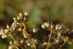 Pimpinella tragium