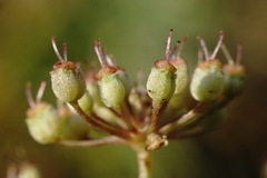 Pimpinella tragium