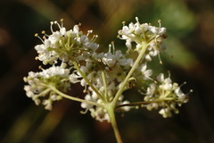 Pimpinella tragium