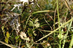 Pimpinella tragium