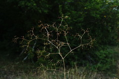 Galium tenuissimum