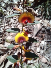Bossiaea ornata