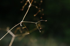 Galium tenuissimum