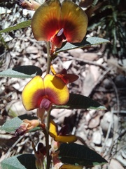 Bossiaea ornata