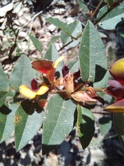 Bossiaea ornata