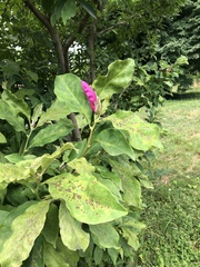 Magnolia