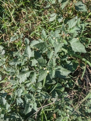 Solanum villosum