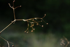 Galium tenuissimum