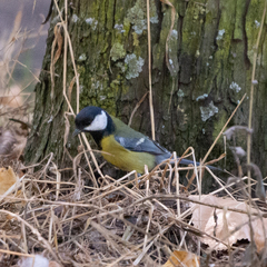 Parus major