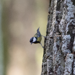 Parus major