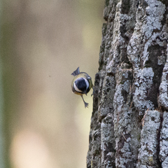 Parus major