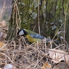 Parus major
