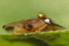 Aspidimorpha sanctaecrucis