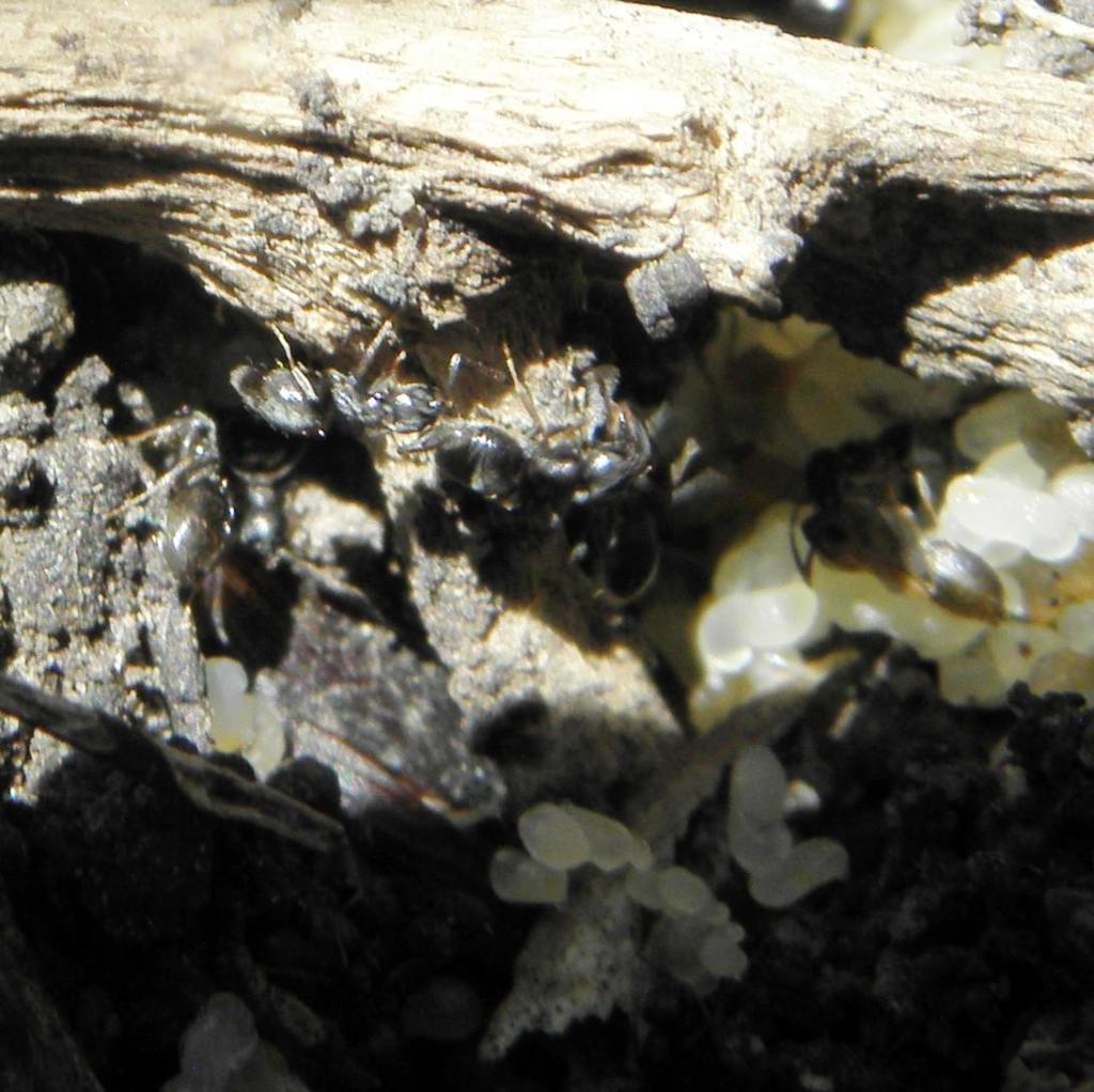 Ilg's Pale-footed Ant