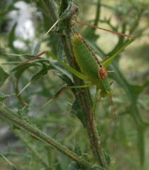 Leptophyes laticauda