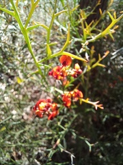 Daviesia flexuosa